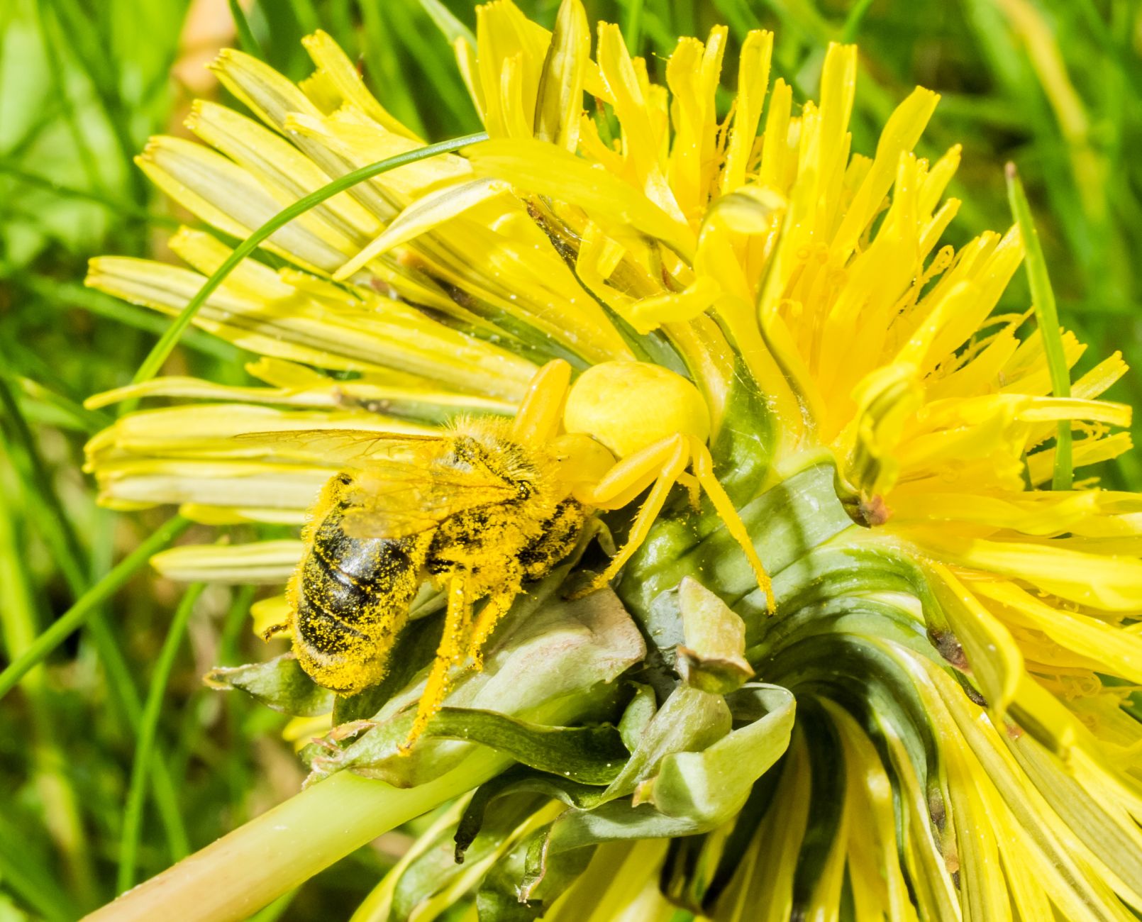 Spinne im Tarnkleid und Biene