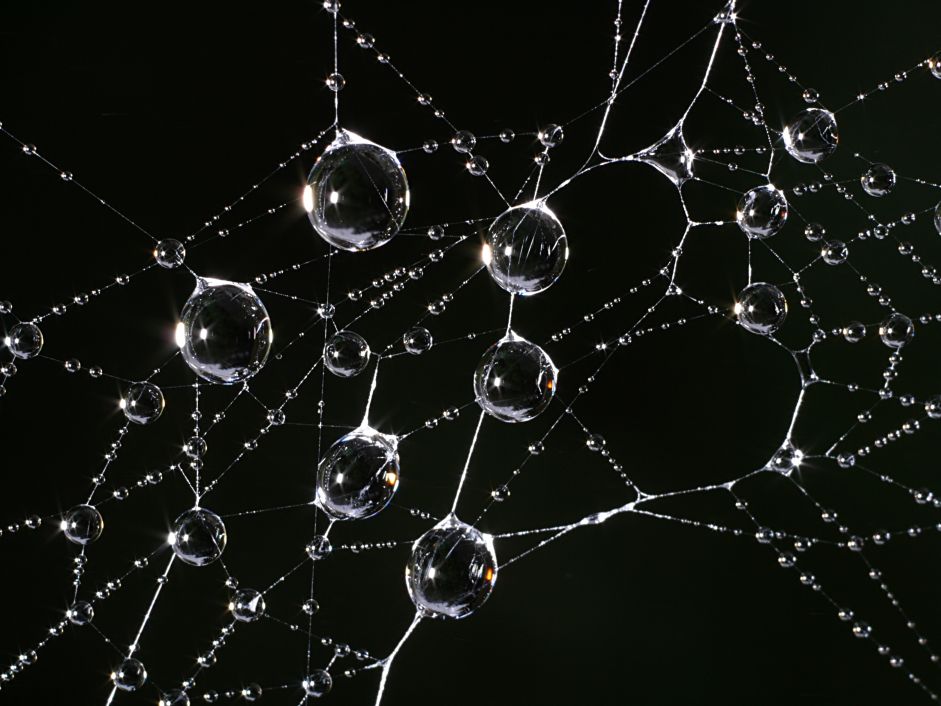 Spinnennetz mit Tautropfen