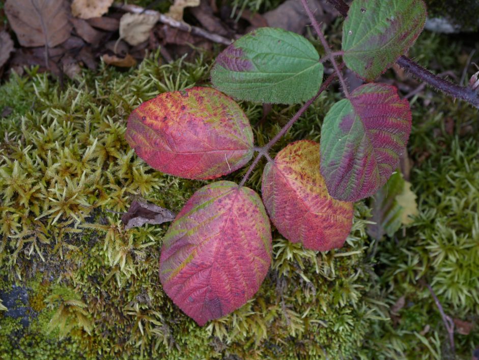 Brombeerbl&auml;tter