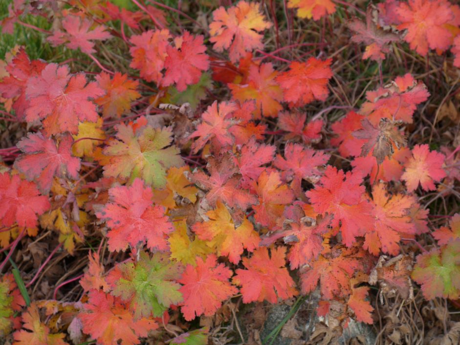 Storchschnabel Bl&auml;tter