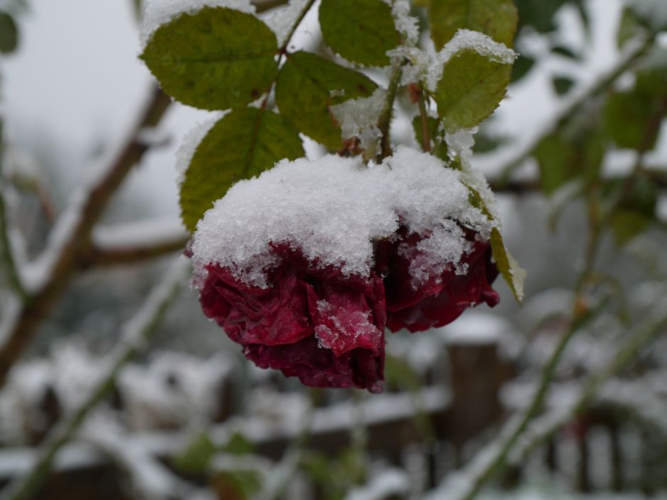 Rose im Schnee