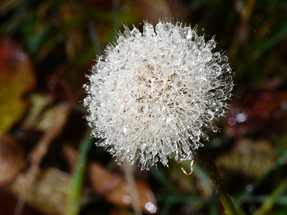 Nachbars B&auml;ume werden gef&auml;llt