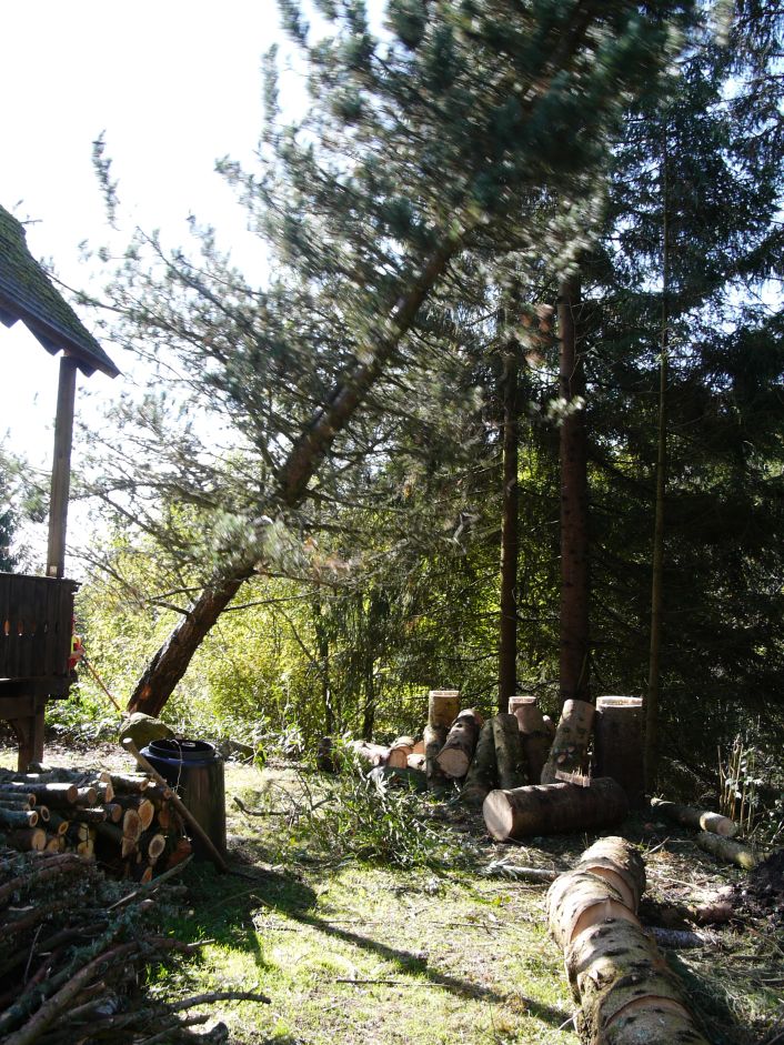 Nachbars B&auml;ume werden gef&auml;llt