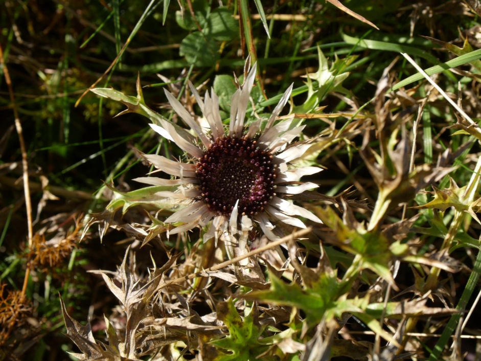 Silberdistel