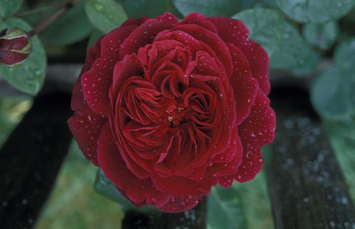 Rose L.D. Braithwaite