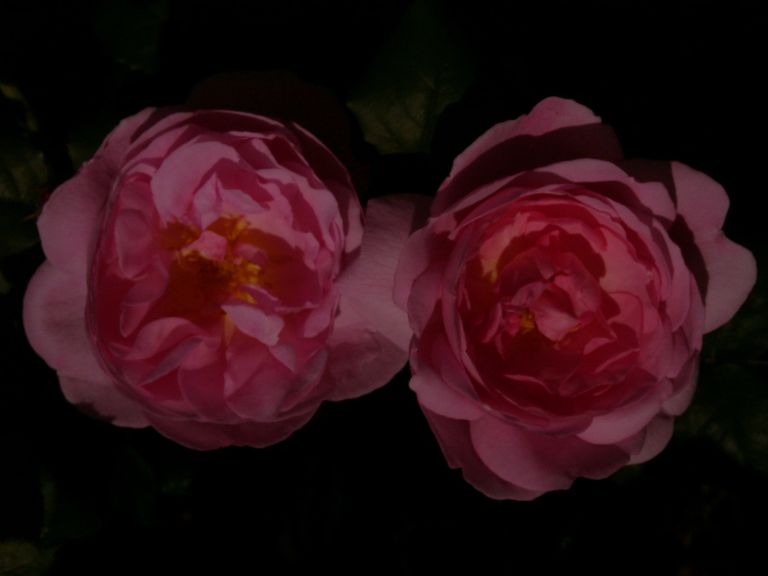 Rosen Constance Spry