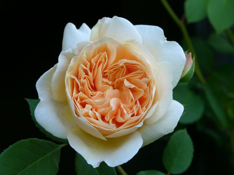 Engl.Rose Teasing Georgia