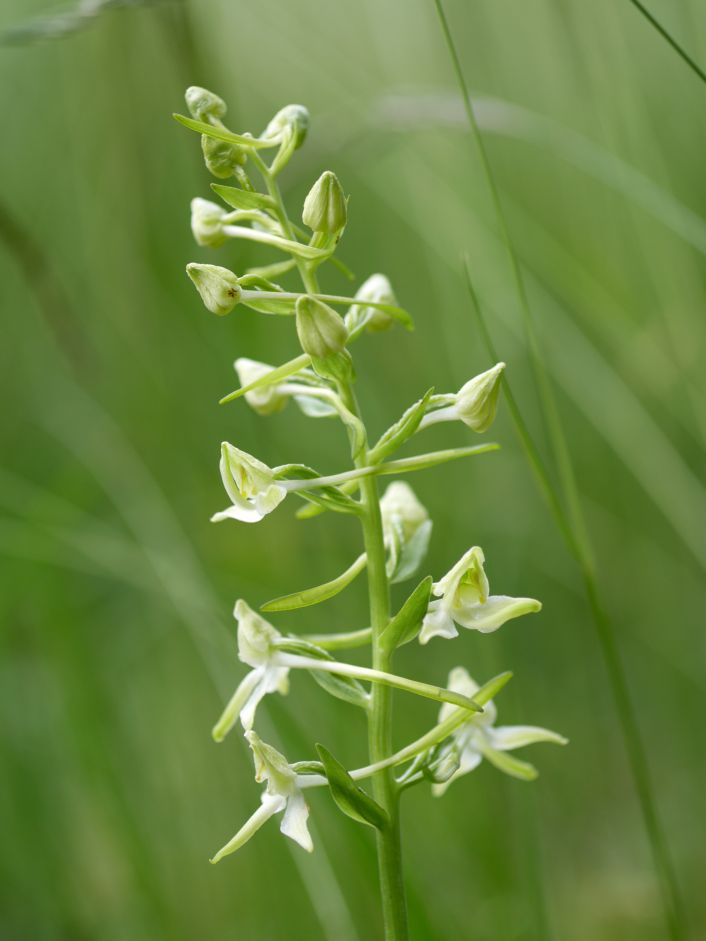 Gr&uuml;nliche Waldhyazinthe