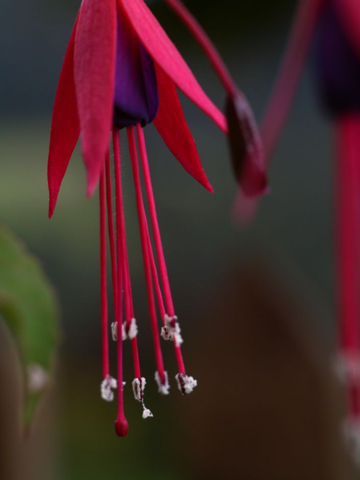Bl&uuml;te einer Fuchsie