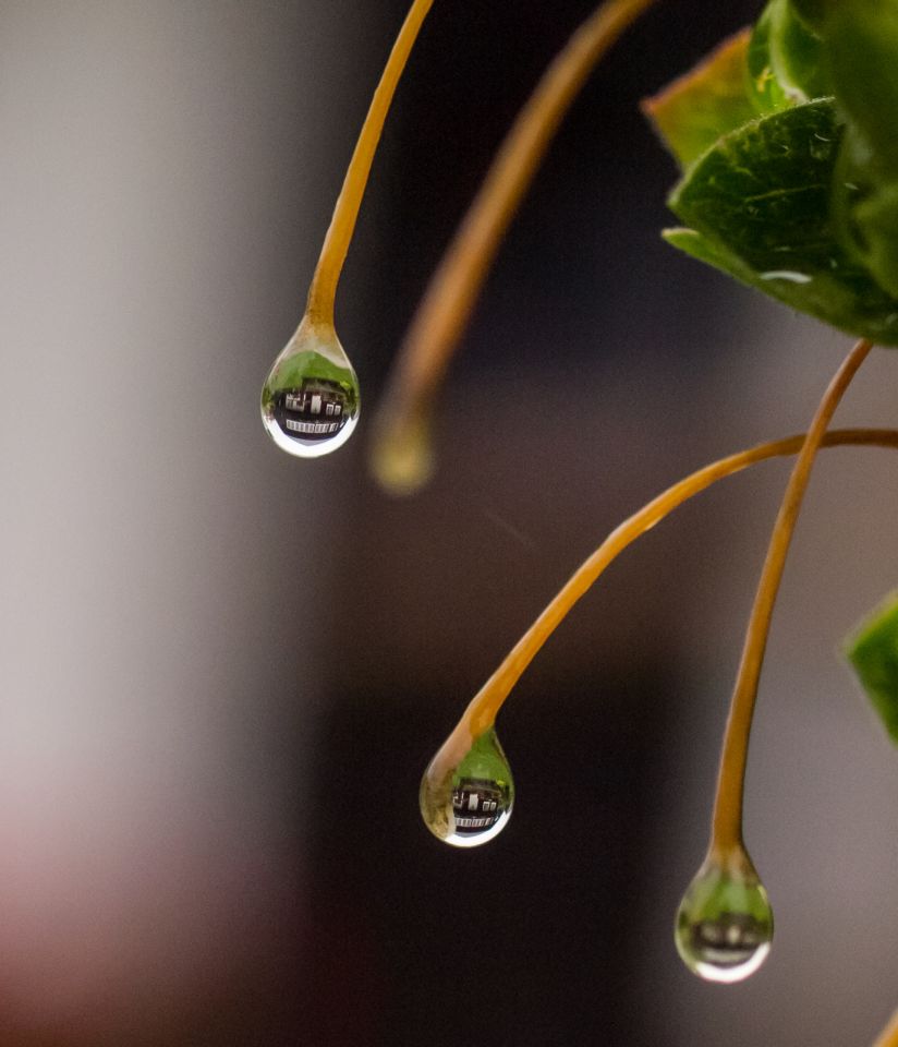 Marzellenhaus im Regentropfen