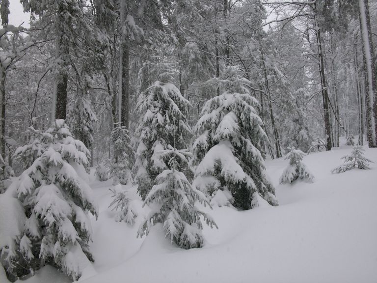 auf dem Weg zum Hochkopf