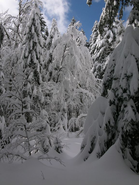 auf dem Weg zum Hochkopf